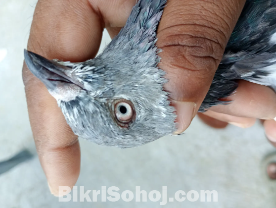 গিরিবাজ পাংখি ক্রস